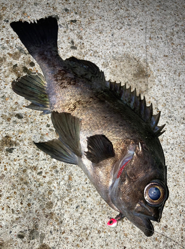 クロメバルの釣果