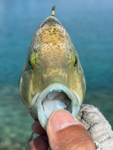 ミツバモチノウオの釣果