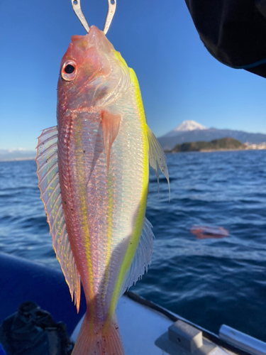 イトヨリダイの釣果