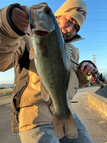 ブラックバスの釣果