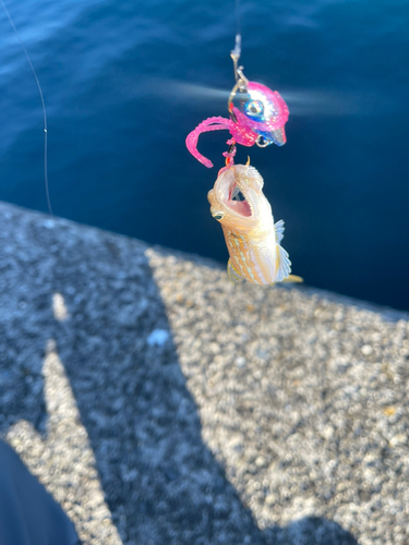 エソの釣果