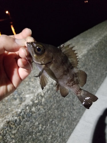 メバルの釣果