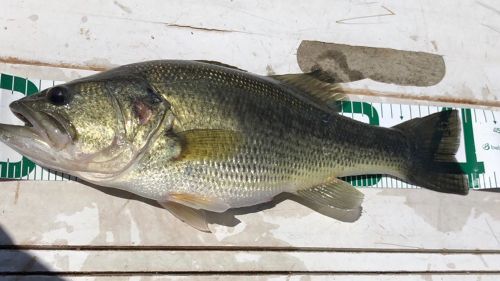 ブラックバスの釣果