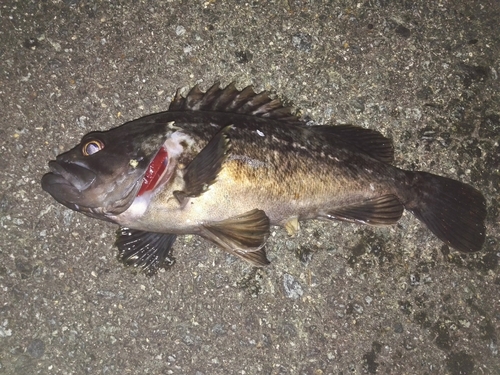 クロソイの釣果