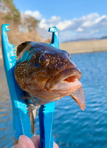 アイナメの釣果