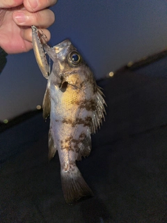 メバルの釣果