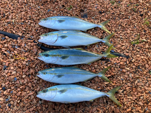 ハマチの釣果