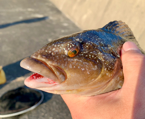 アイナメの釣果