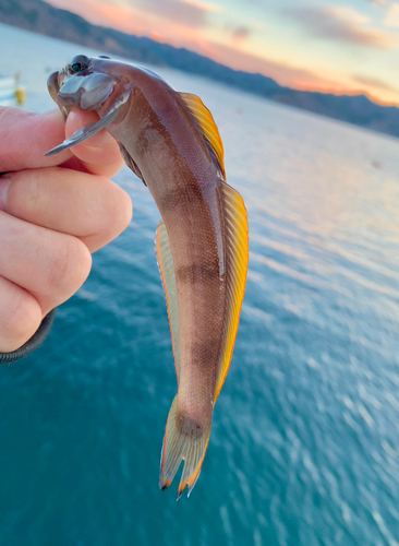 リュウグウハゼの釣果