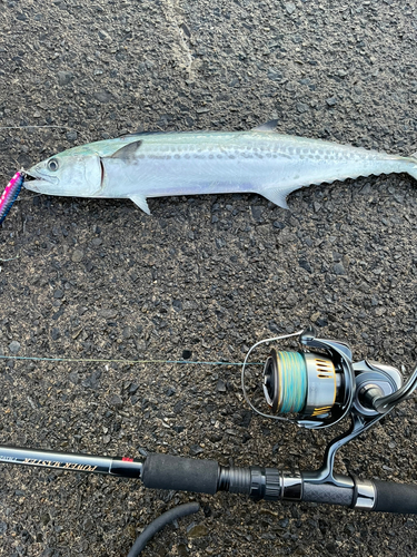 サゴシの釣果