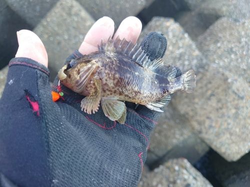 ムラソイの釣果