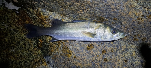 マダカ（マルスズキ）の釣果