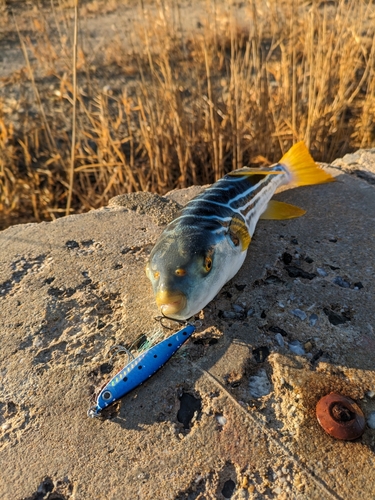 シマフグの釣果