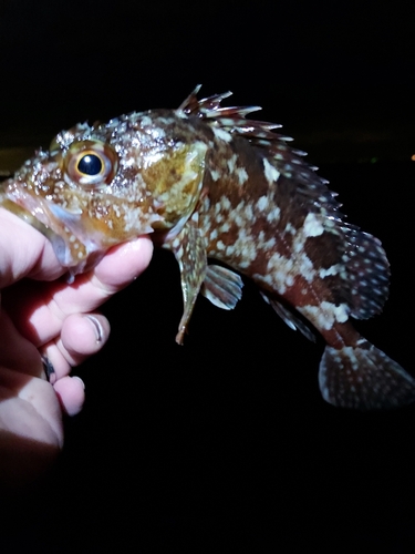 ガシラの釣果