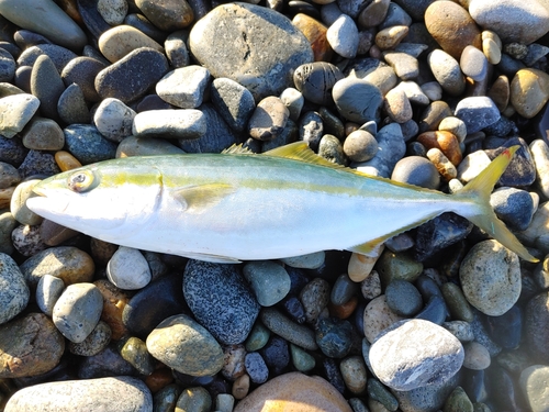 ツバイソの釣果