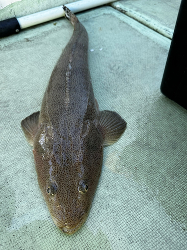 ヨシノゴチの釣果