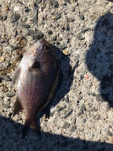 スズメダイの釣果