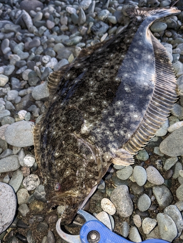 ヒラメの釣果