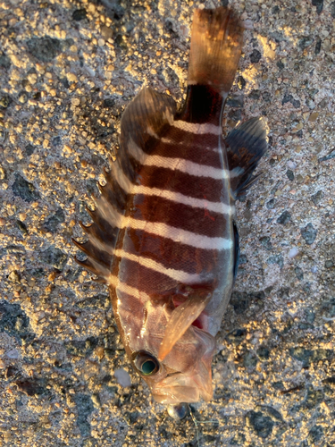 マハタの釣果