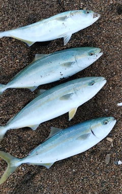 イナダの釣果