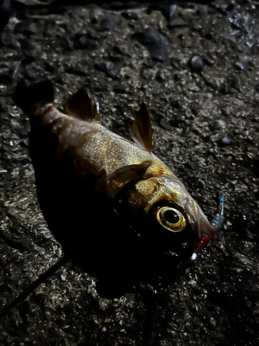 シロメバルの釣果