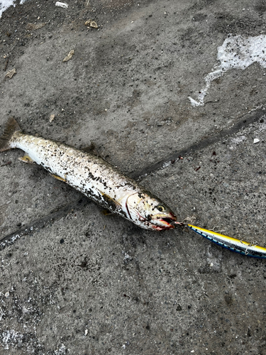 アメマスの釣果