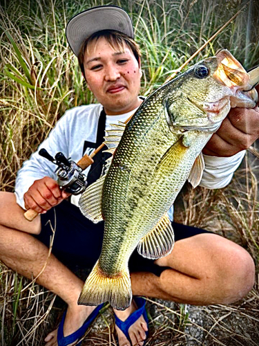 ブラックバスの釣果