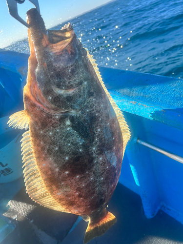 ヒラメの釣果