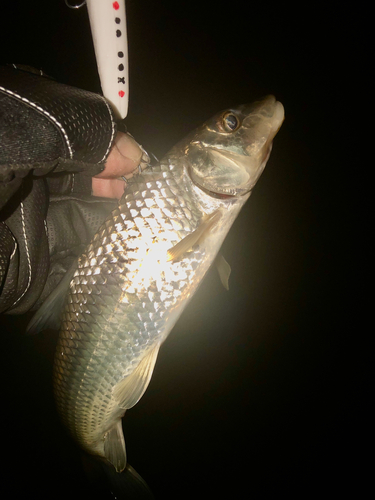 ニゴイの釣果