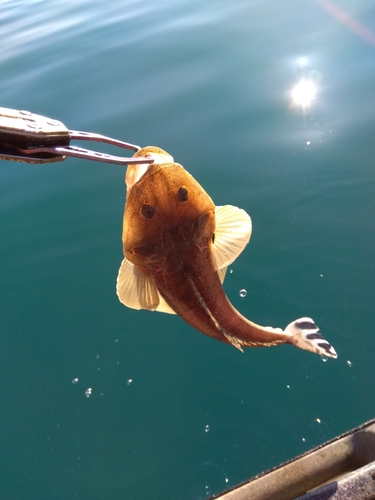 マゴチの釣果