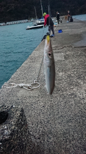 カマスの釣果