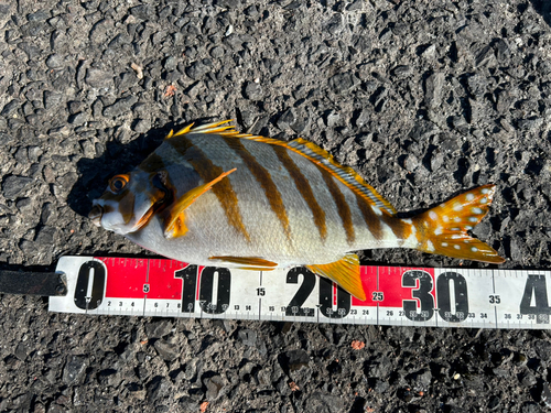 タカノハダイの釣果