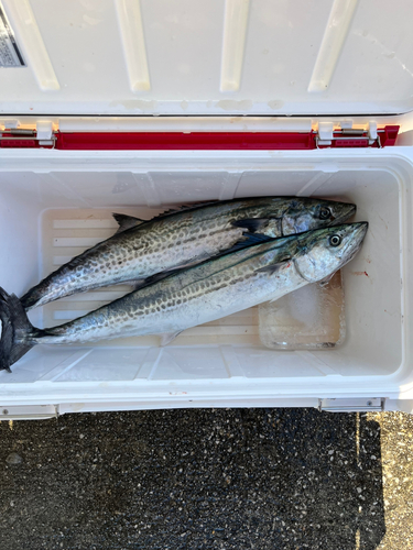 サゴシの釣果