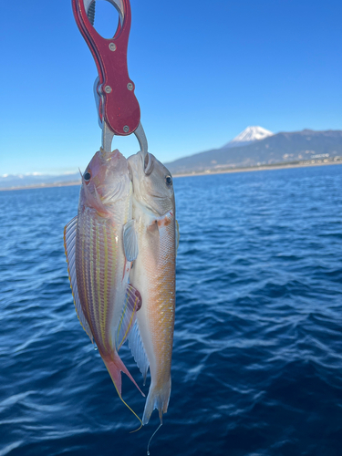 シロアマダイの釣果