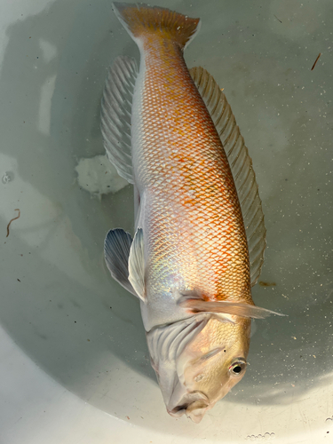 シロアマダイの釣果