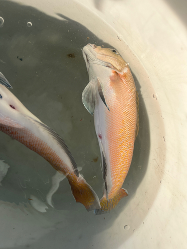 シロアマダイの釣果