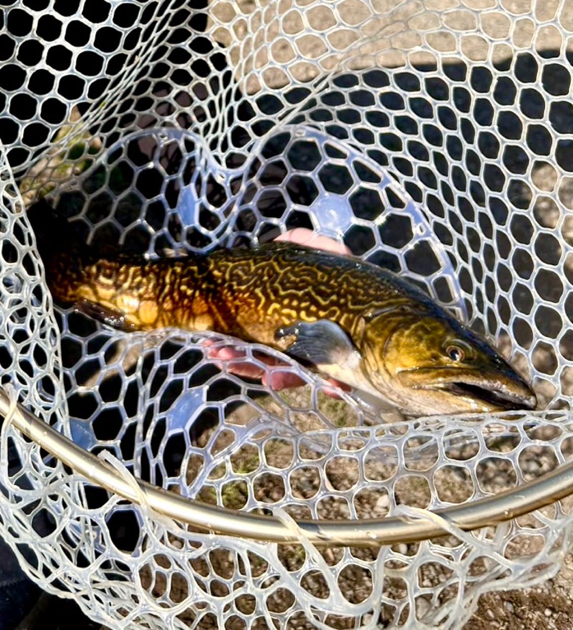 タイガートラウト