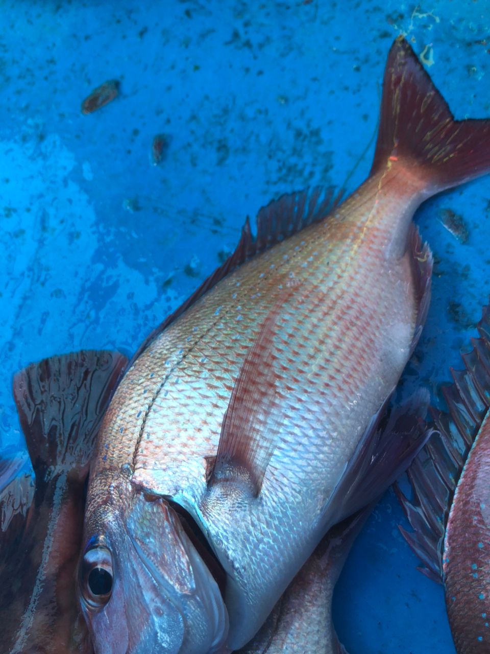 へなちょこ　釣り師さんの釣果 2枚目の画像