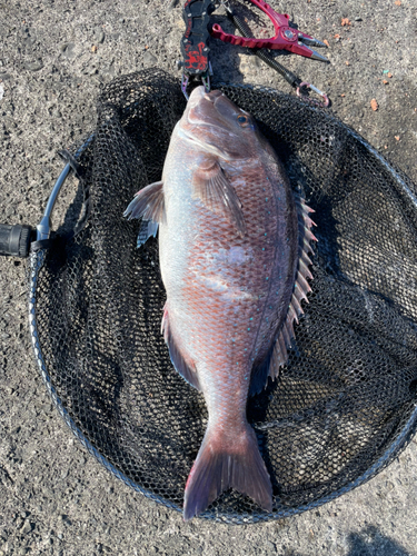 マダイの釣果