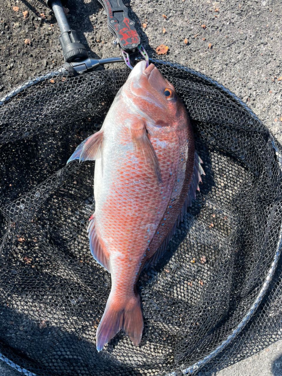 よしよし0929さんの釣果 2枚目の画像