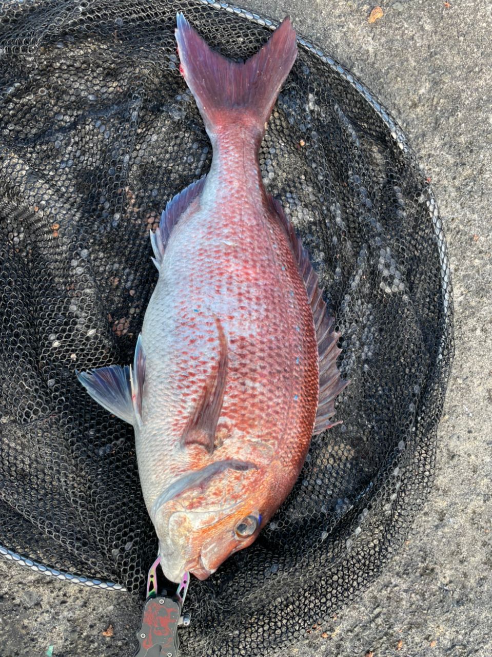 よしよし0929さんの釣果 3枚目の画像