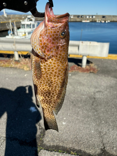 オオモンハタの釣果