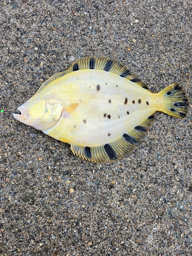 カレイの釣果