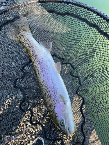 ニジマスの釣果