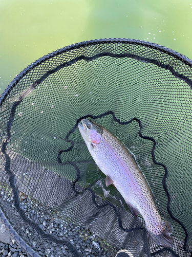 ニジマスの釣果