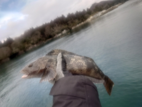 カレイの釣果