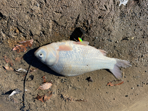 ヘラブナの釣果