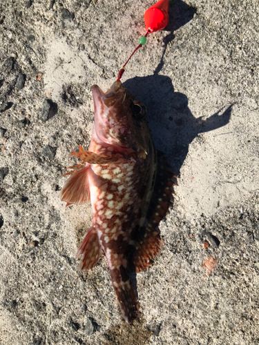 カサゴの釣果