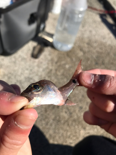 ネンブツダイの釣果