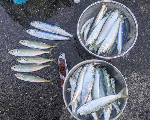 カタボシイワシの釣果